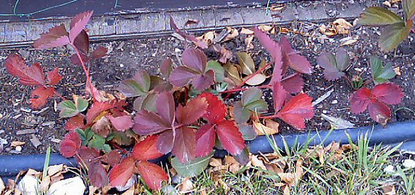 strawberry leaves